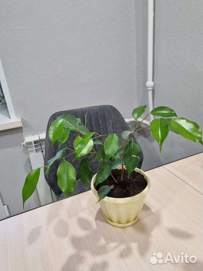 Фикус бенджамина