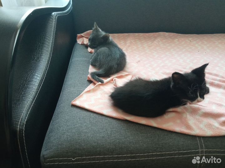 Котята крысоловы