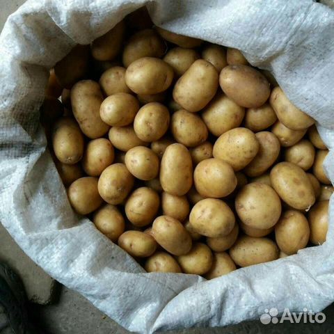 Желтый семенной картофель купить в Кемерово | Товары для дома и дачи ...