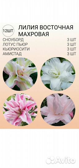 Лилии махровые луковицы