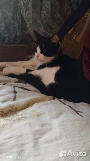 Кошки бесплатно