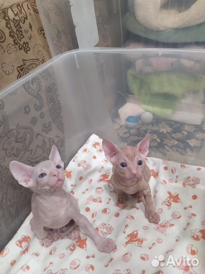 Котята сфинкс