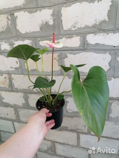 Комнатные цветы в ассортименте