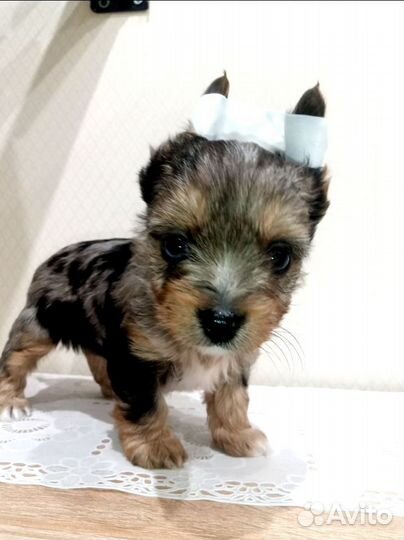 Ну очень красивый мальчик