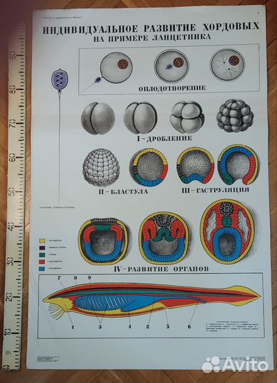 Плакаты (таблицы) учебные (биология) ч.1