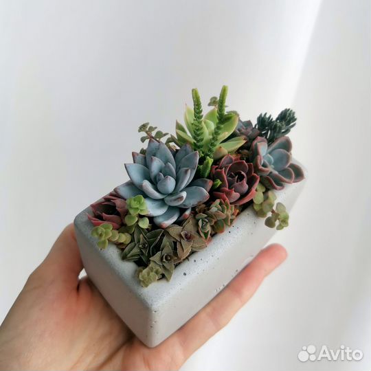 Суккуленты