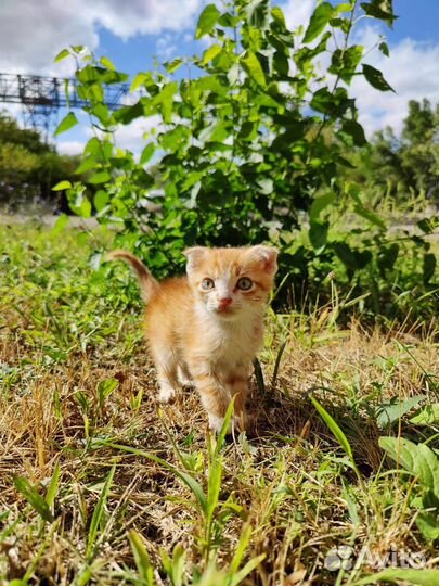 Котенок мальчик в добрые руки