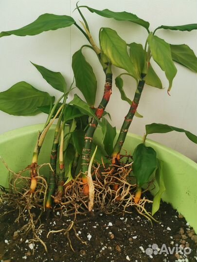 Продам цветы комнатные