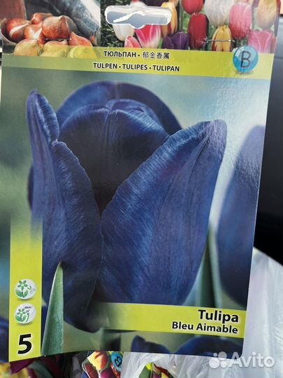 Луковицы тюльпанов в ассортименте