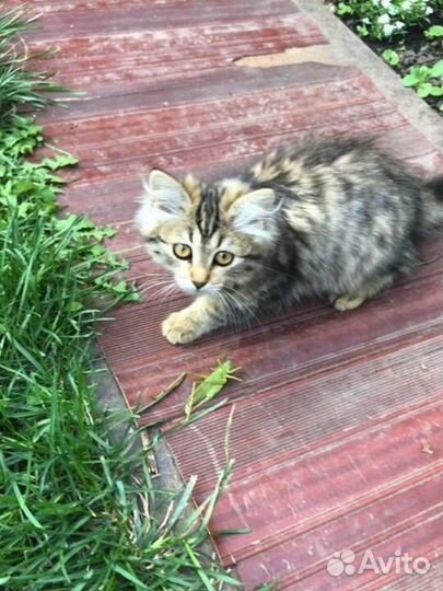 Котенок (2 месяца)