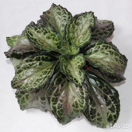 Примулина Patina