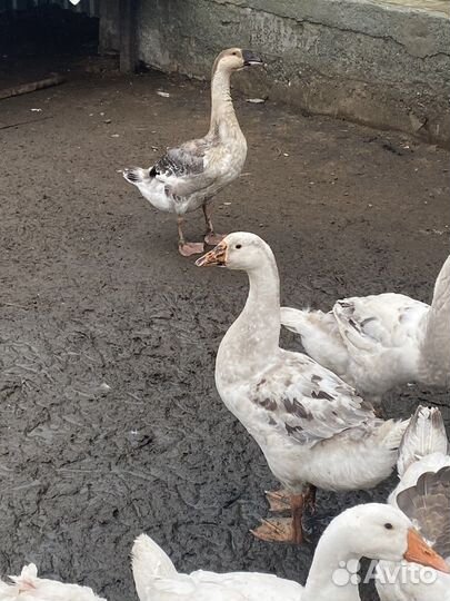 Холмогорские гуси