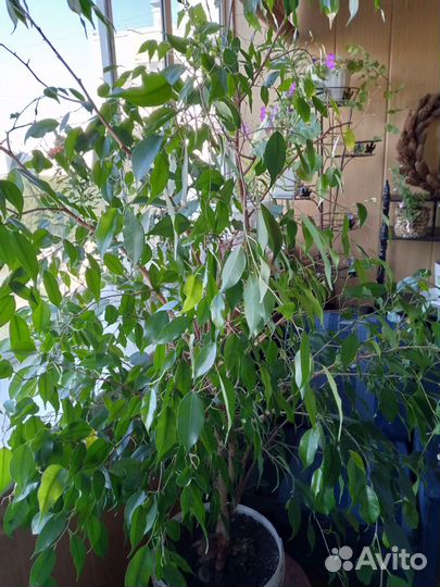 Фикус бенджамина