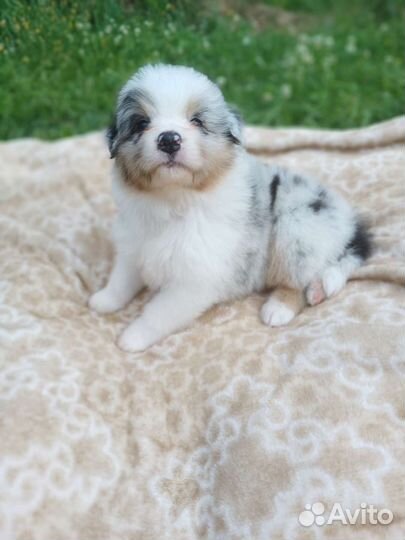 Мальчики Аусси