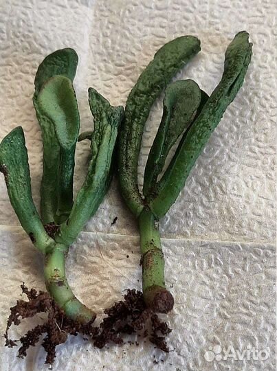 Красула Фрогги