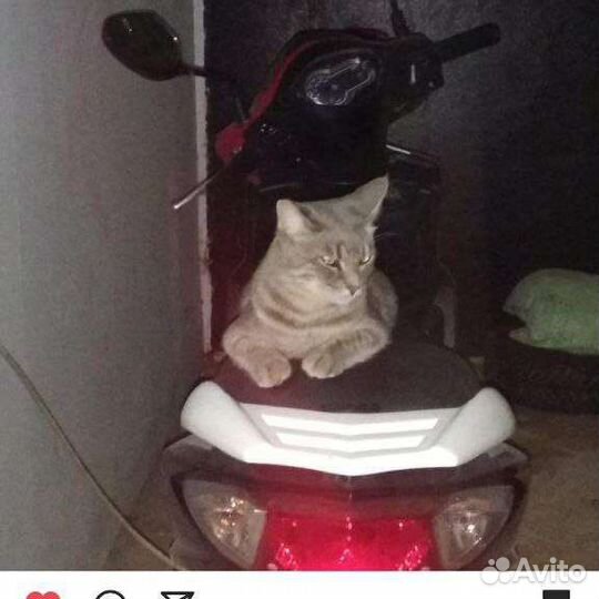 Кот Кис Мурчик, 3 года