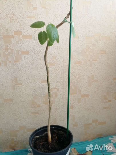 Цифомандра(томатном дерево)