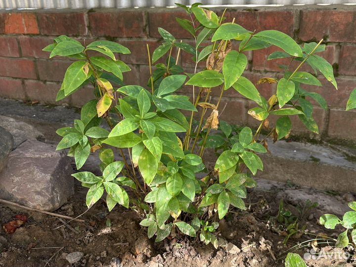 Флоксы белые и сереневые