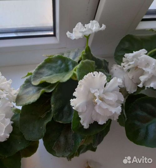 Фиалка в горшках