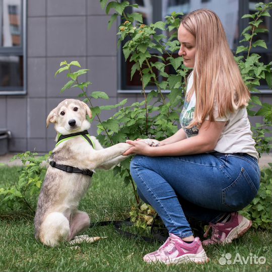 Щенок девочка в дар
