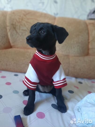 Щенок девочка в дар