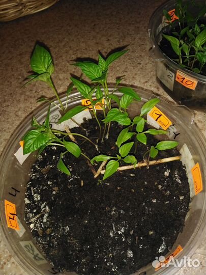 Растения для сада