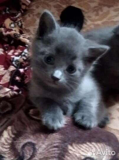 Голубой котик