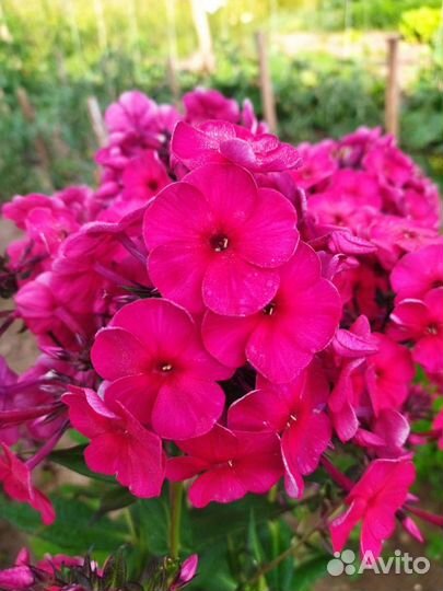 Флокс Прометей