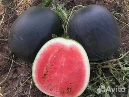 Арбуз оптом