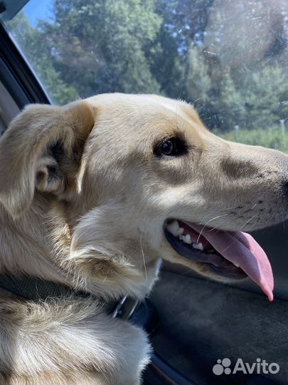 Собака в добрые руки