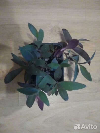 Комнатные растения