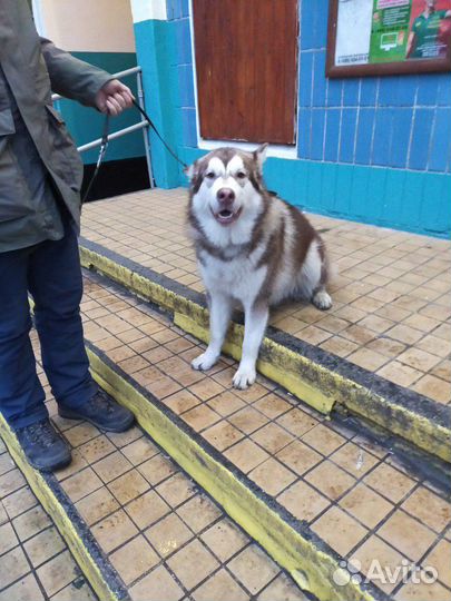 Передержка и выгул животных