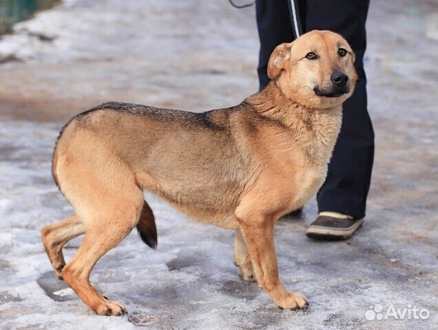 Собака Уна в добрые руки