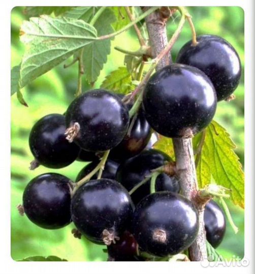 Саженцы черной смородины