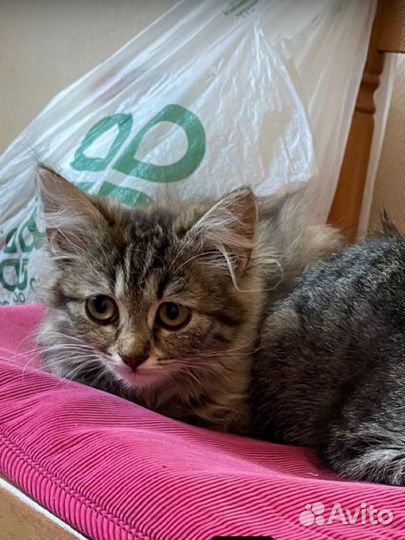 Котенок (2 месяца)