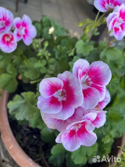 Пеларгония герань