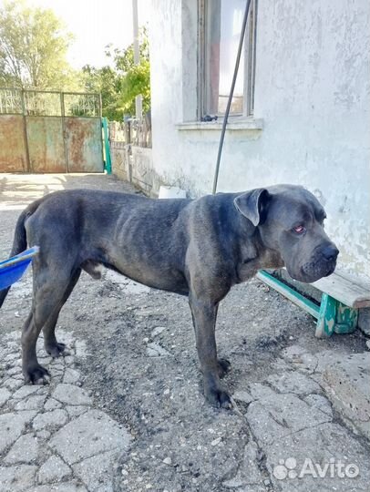 Собака в добрые руки отдам бесплатно