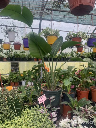 Стрелиция Николая из питомника растений