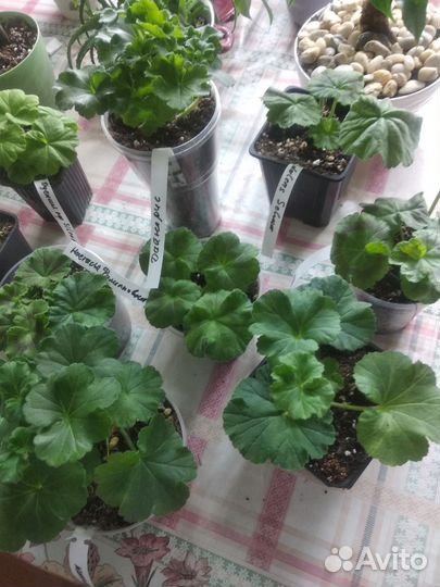 Пеларгонии сортовые