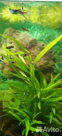 Аквариумные рыбки Гуппи Эндлера