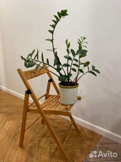 Замиокулькас