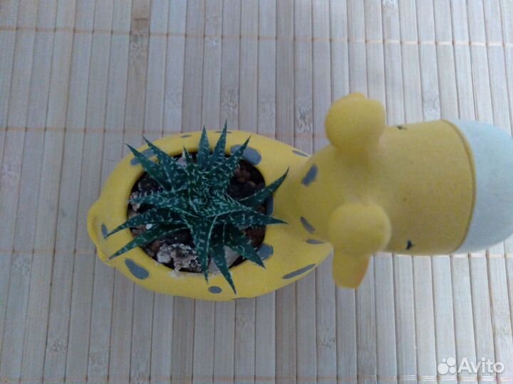 Растения суккуленты, алое, кактус