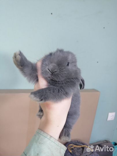 Крольчата французский баран