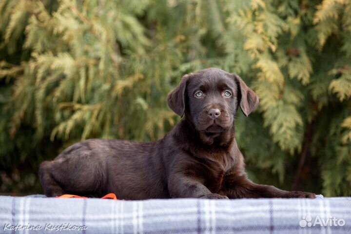 Щенки лабрадора
