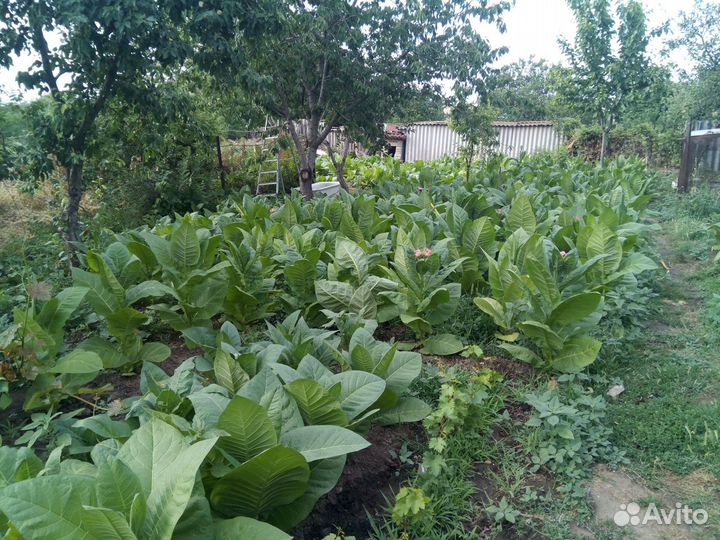 Семена табака