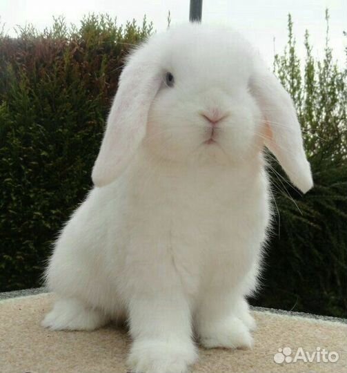 Минилопы крольчата белые