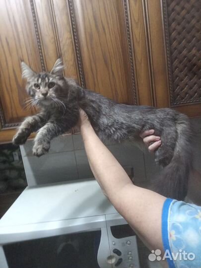 Мейн Кун котята