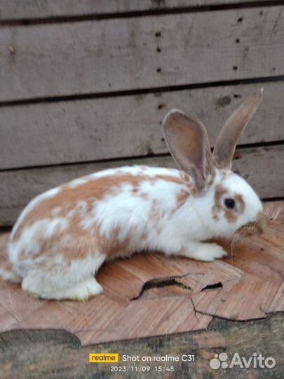 Кролики мясных пород