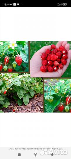 Ремонтантная земляника