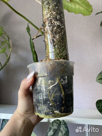 Филодендроны биллитау